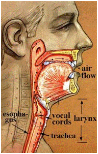 Larynx, Laryngectomy Surgery India, Total Laryngectomy, India Hospital Tour, Laryngectomy Surgery Best Hospital India