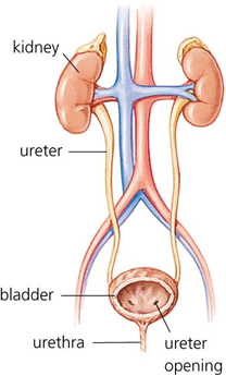 Kidney Surgery offers info on Kidney India, Kidney Surgery India, Laparoscopic Kidney Surgery India