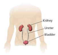 Kidney Surgery India, Kidney Cancer Treatment India, Removal Of Kidney Stones India