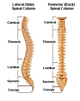 Back Pain, Back Pain Surgery, Back Pain Surgery India