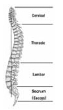 Spine Treatment India, India Spine Anatomy, Spine