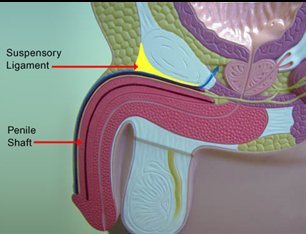 Buy Suspensory Scrotal Support - Small Online Jordan