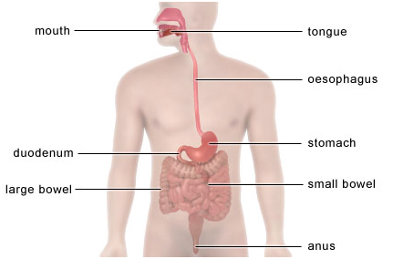 Ulcers Treatment  India, Cost Gastric- Duodenal Ulcer Treatment Hospital India, Cost Duodenal Ulcers Treatment India