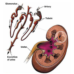 Glomerulonephritis Treatment India Offers info on Cost Glomerulonephritis Care India, The Treatment Of Glomerulonephritis Price India