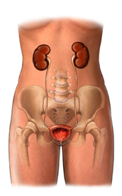Nephrectomy - Kidney removal Surgery India, Cost Nephrectomy Kidney removal Surgery India