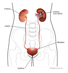 Nephrology Surgery Procedures India Offers info on Cost Nephrology Care Hospital India, Nephrology Surgery Procedure India