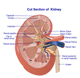 Nephrology Surgery India Offers info on Cost Kidney Surgery India, India Nephrology Hospital India, Nephrology Surgery India