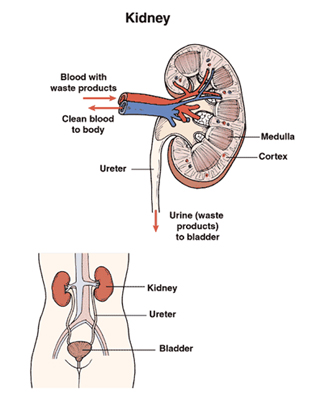 Radical Nephrectomy Surgery India offers info on Cost Radical Nephrectomy Surgery India, Open Nephrectomy India