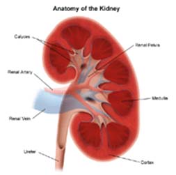 Renal Artery Aneurysm Surgery offers info on Surgery For Renal Artery Aneurysms India, Renal Artery Aneurysm India